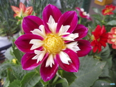 お花がいっぱい！ 200507最終回-➄