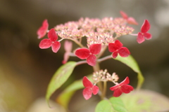 天神原植物園にて⑪