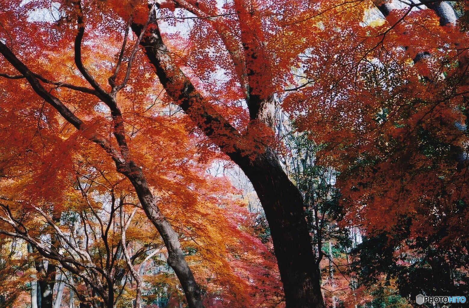 糺の森 ⑩