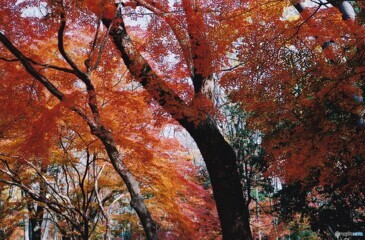 糺の森 ⑩