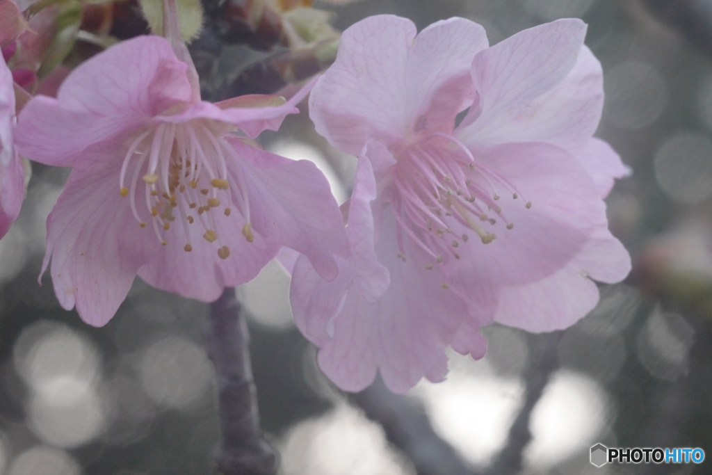 河津桜に玉ボケを添えて