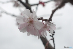 SIGMA SUPER-WIDE 1:2.8 f=24mmと言う選択②