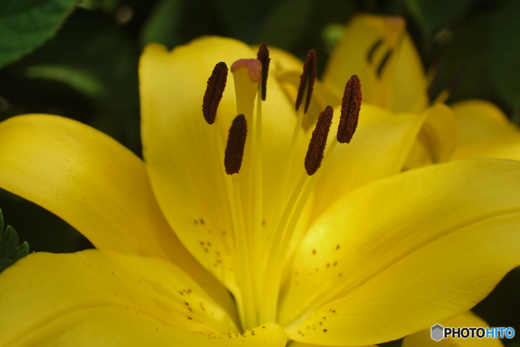 Daylily 2013-➁