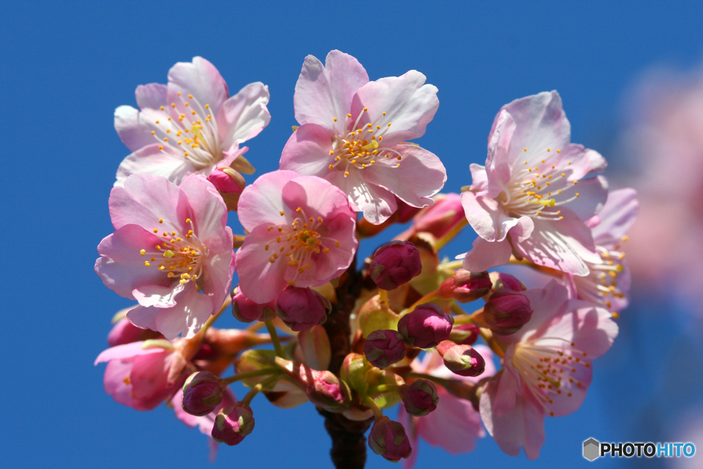 河津桜祭り 2006-➃