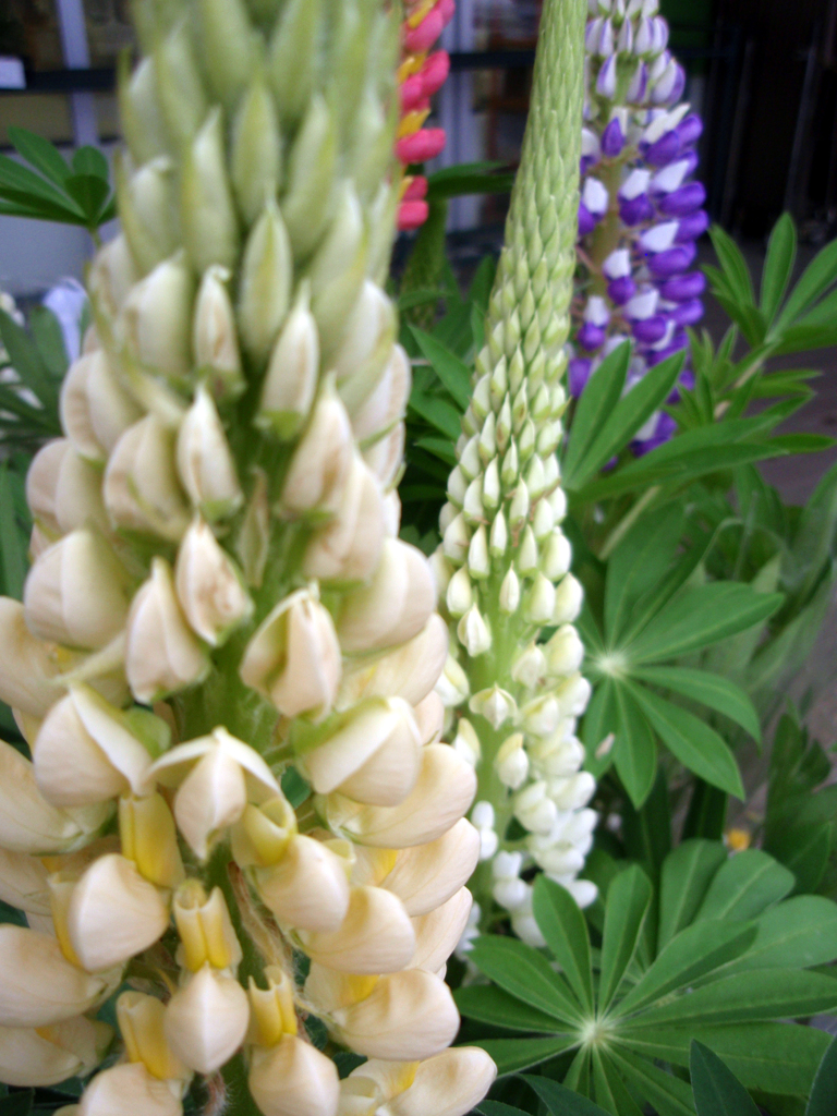 お花がいっぱい！ 200502-➀