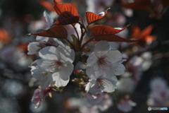 桜花を逆光で撮る ➁