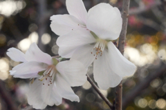 狂気の沙汰？（冬桜をSummitarで接写する）-➃