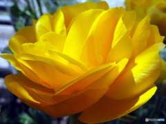 お花がいっぱい！ 200426-①