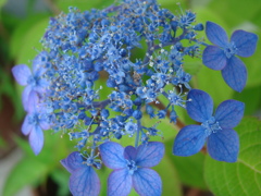 そろそろこの花の季節です　③