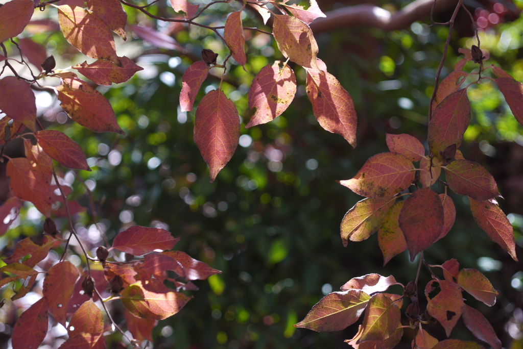 庭の紅葉・2011年-➃