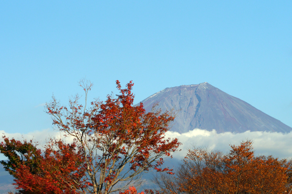 今日の富士山を田貫湖から望む-①