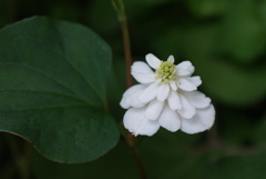 八重咲のドクダミ 2012-①