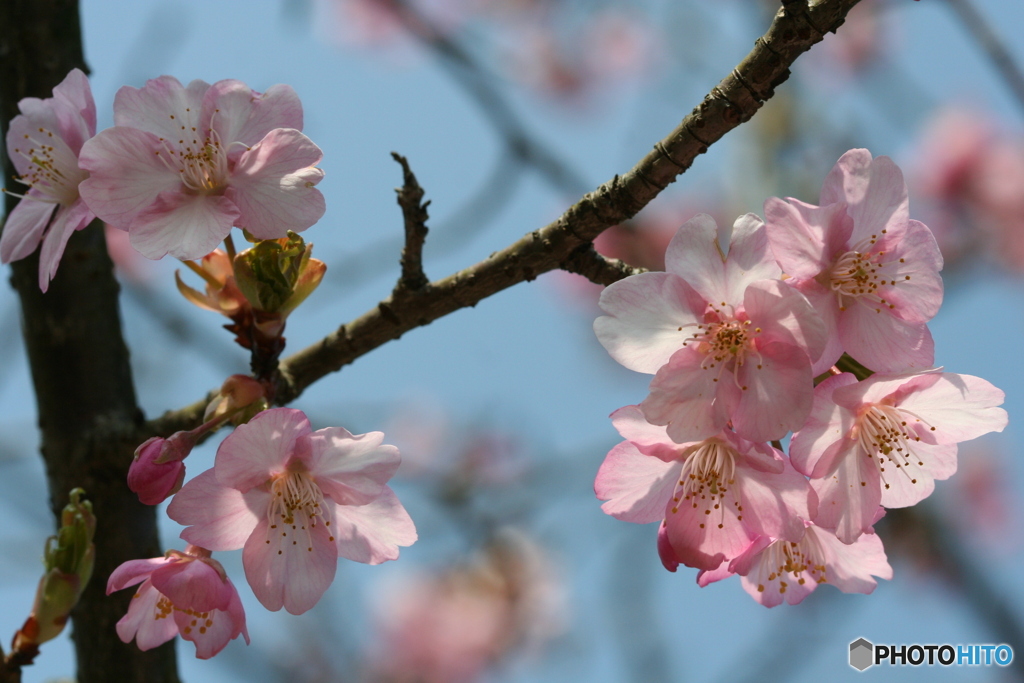 桜の里・河津桜 2007-➁