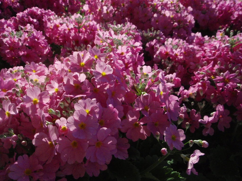 お花がいっぱい！ 200506-➀