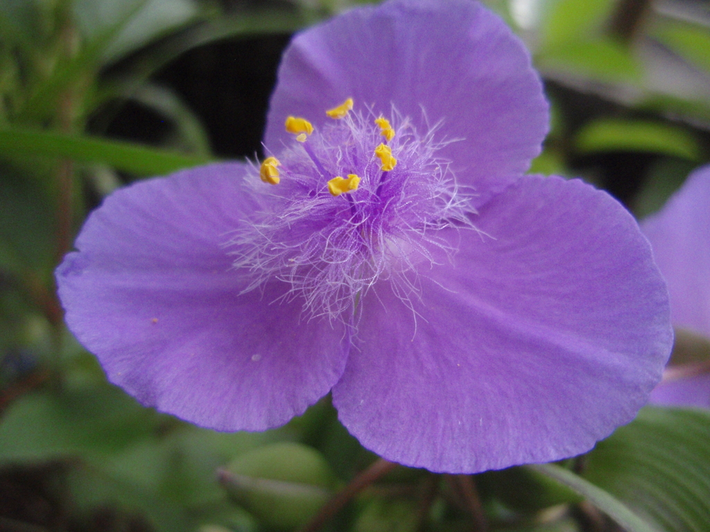 お花がいっぱい！ 200430-⑧