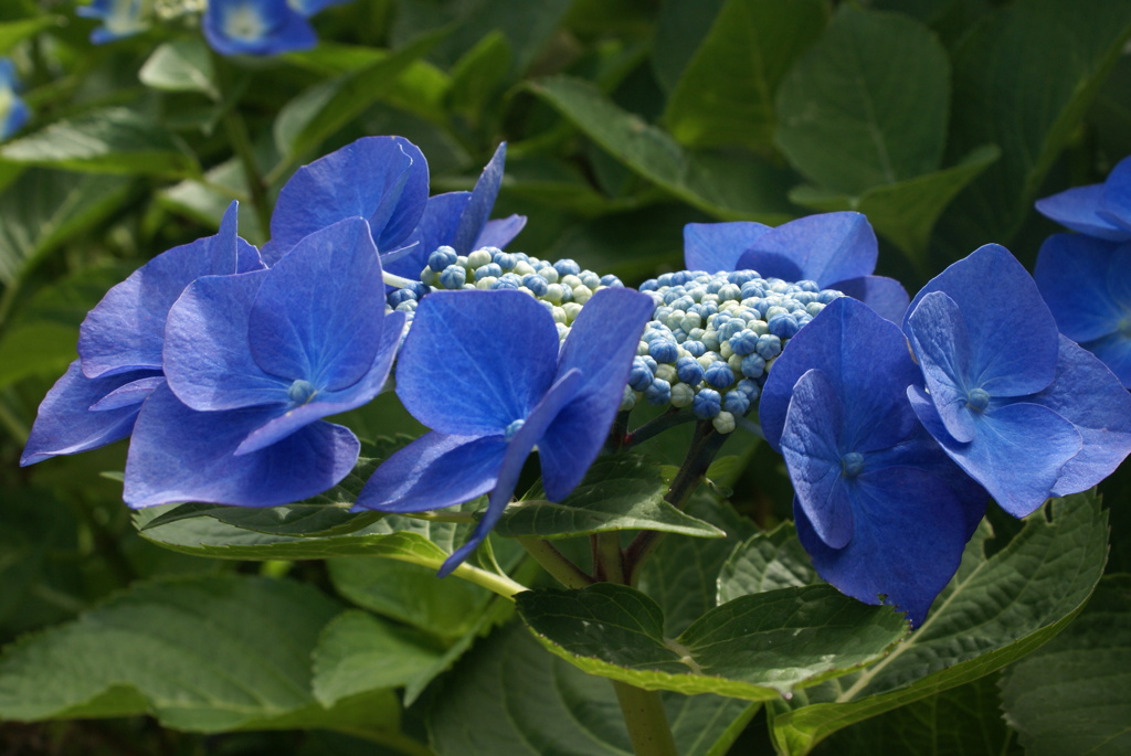 田貫湖周遊200702・植物編-⑧
