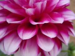 お花がいっぱい！ 200504-⑩