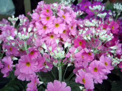 お花がいっぱい！ 200504-➀