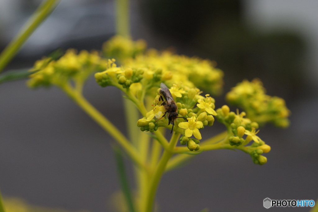 花と虫たち　シリーズ５-④