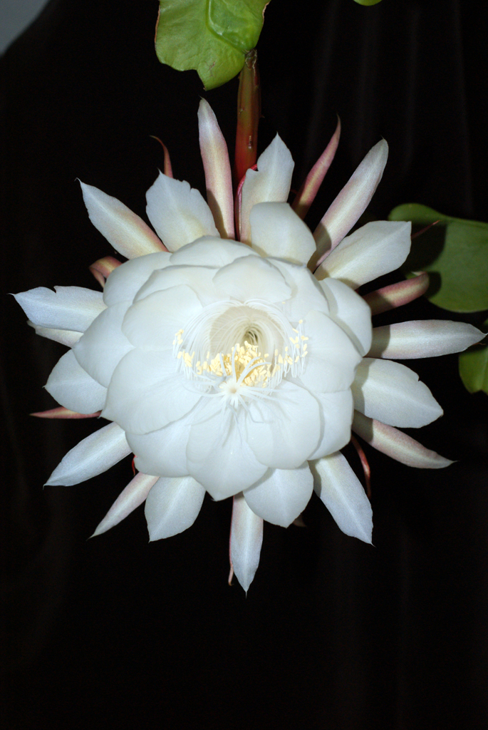 お庭でPHOTO・2014-②　夜の女王