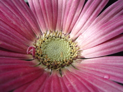 お花がいっぱい！ 200503-➆