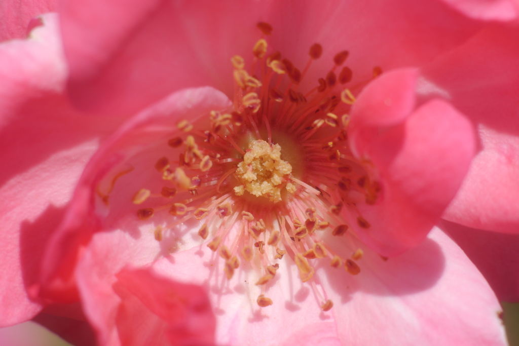 今日のお散歩の友は 200522-⑩