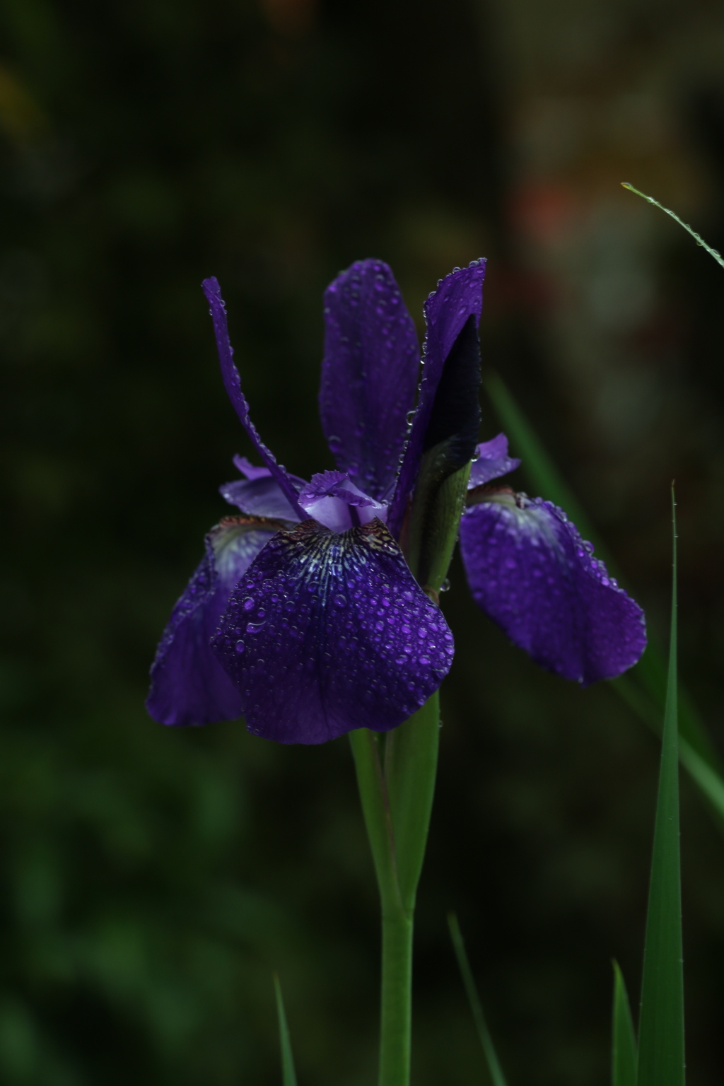 雨の似合う花　➄　