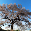 わに塚の桜 2019-①