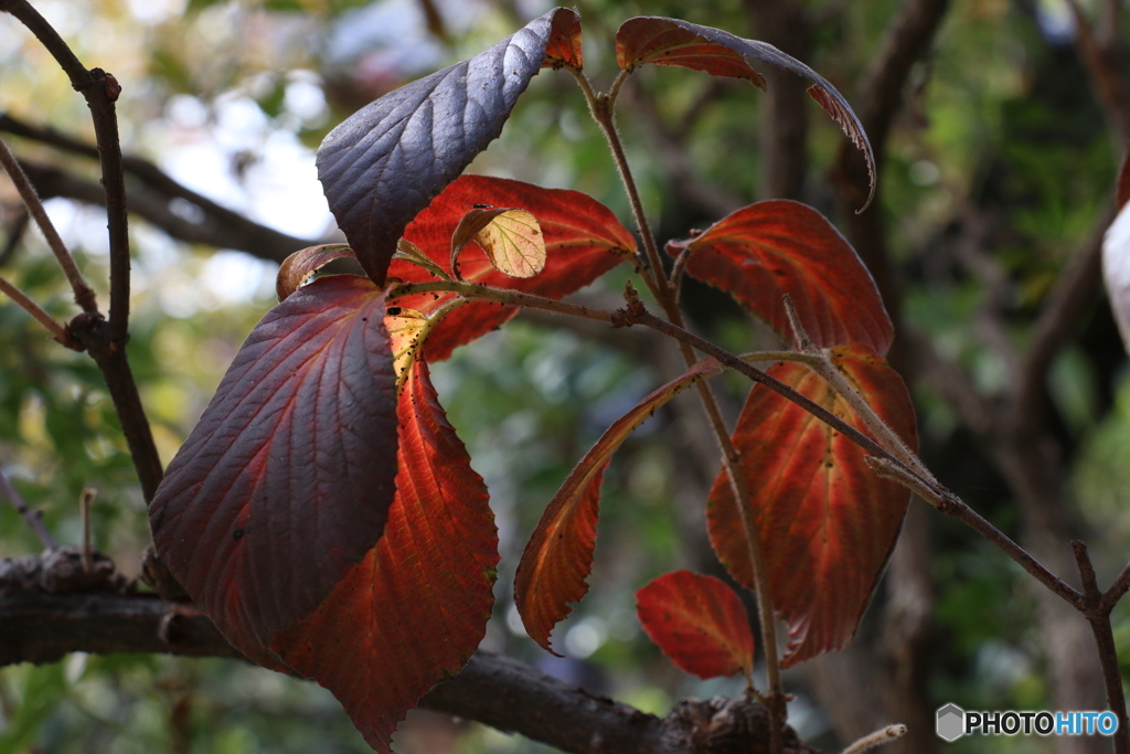 秋色・軒の紅葉と実-①