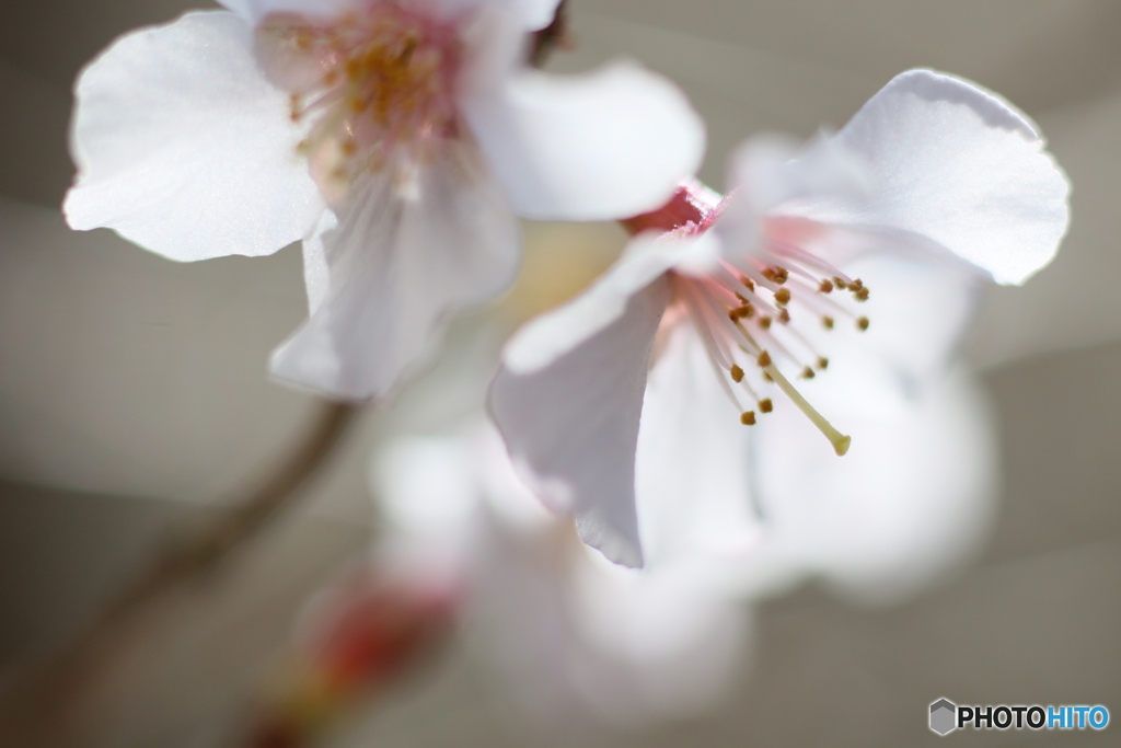 富士桜が開花しました＾＾-➆