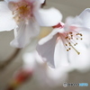 富士桜が開花しました＾＾-➆