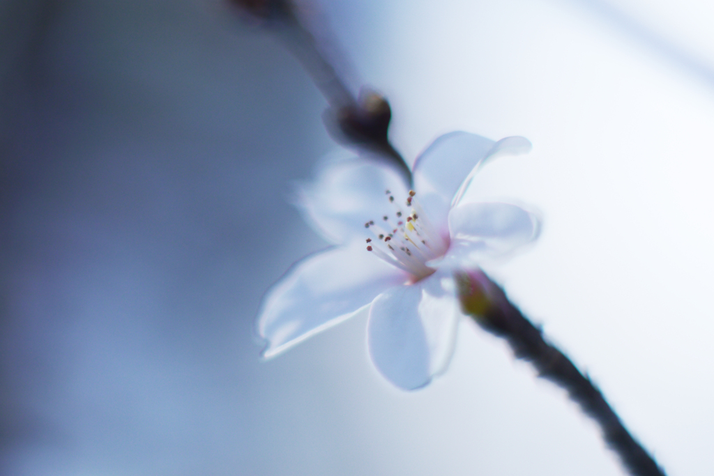 寒桜をニッコール標準レンズで撮る-①