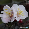 風情を感じない梅花-➁