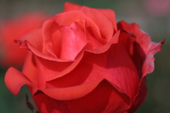 静岡県富士市・広見公園の秋薔薇-⑧