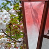 見納めの桜花
