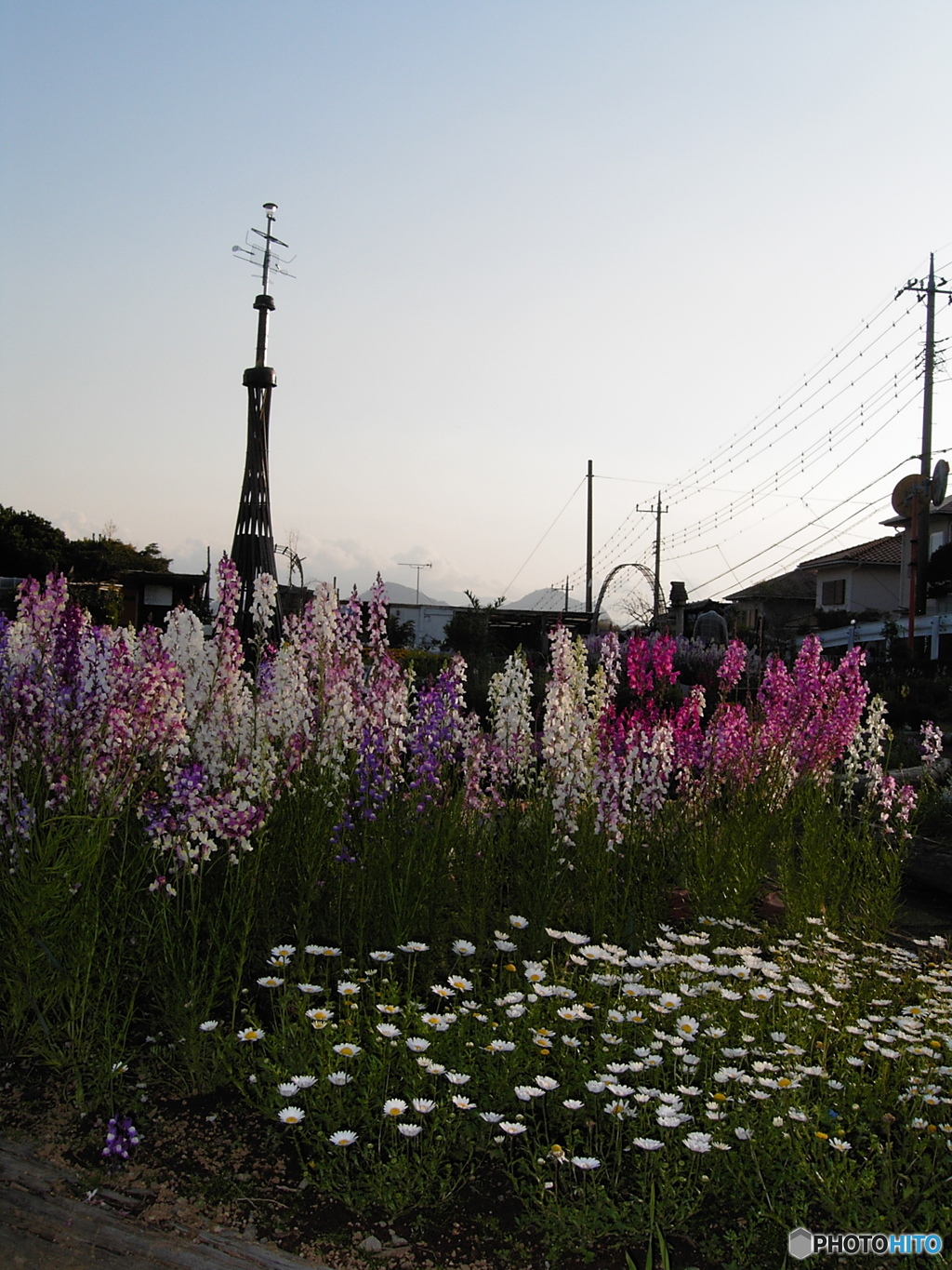 CONTAX TVS デジタルで、花の公園を撮る ➀