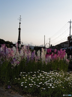 CONTAX TVS デジタルで、花の公園を撮る ➀