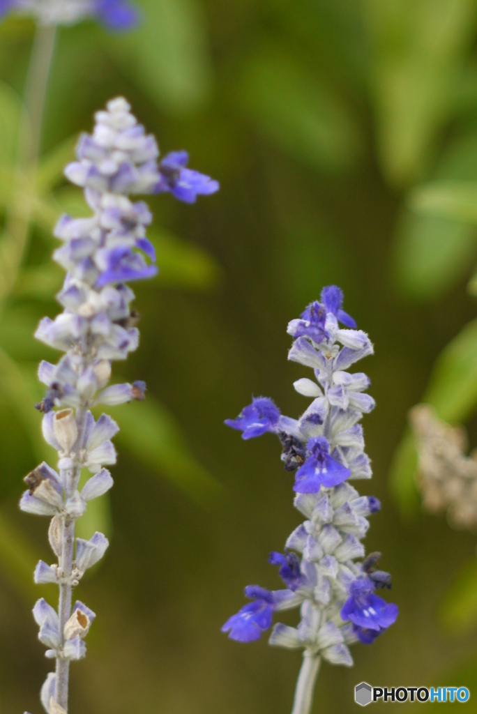 Carl Zeiss Triotar 135mm f4②