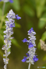 Carl Zeiss Triotar 135mm f4②