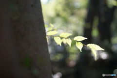 あの夏の日を想って 