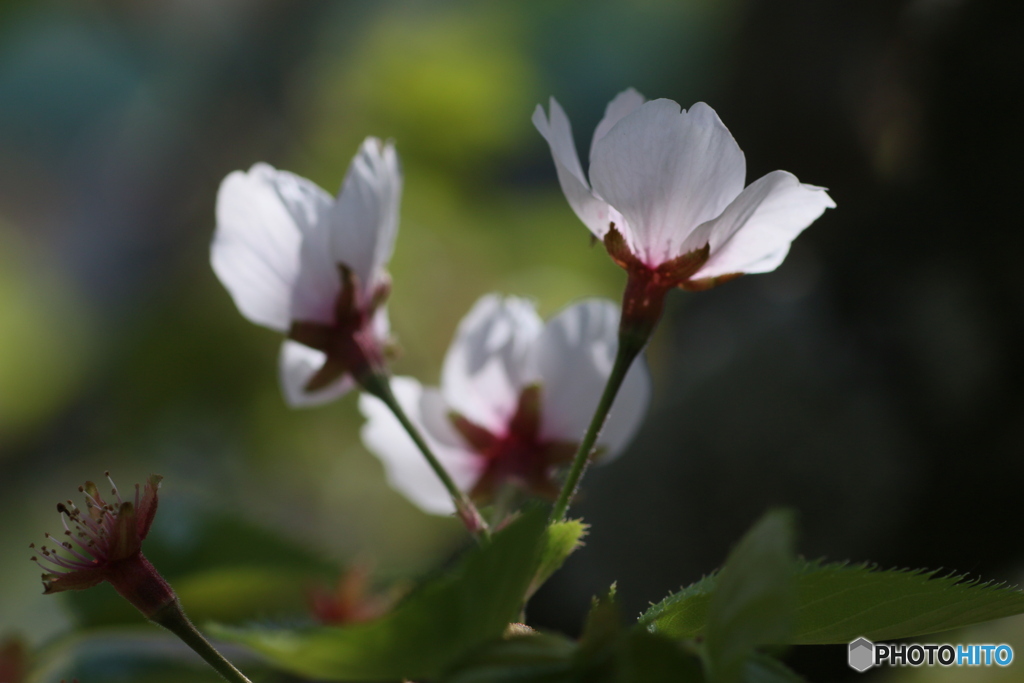 桜花を逆光で撮る ⑤