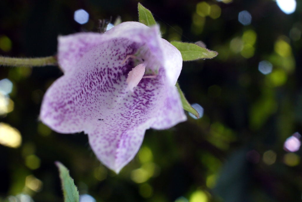 フェアリーに祝福されて降誕-⑨