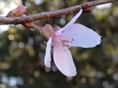 冬桜とタンバール風の玉ボケ