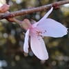 冬桜とタンバール風の玉ボケ