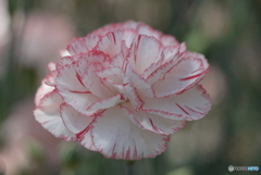 河津町カーネーション見本園にて⑩