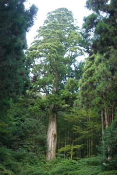 天城の太郎杉に会いに行きました-⑩