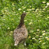 お花畑で雷鳥に出会う-➅