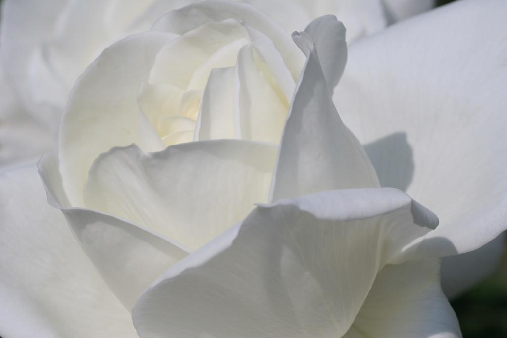 静岡県富士市・広見公園の秋薔薇-⑨