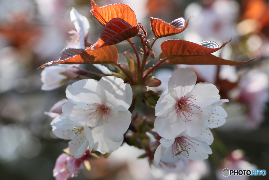 桜花を逆光で撮る ⑥