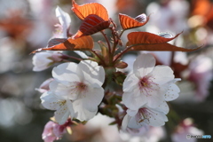 桜花を逆光で撮る ⑥